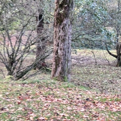 Sciurus vulgaris