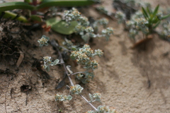 Helichrysum litorale