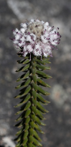 Image of Kogelbergia verticillata by (c) Tony Rebelo, some rights reserved (CC BY-SA)