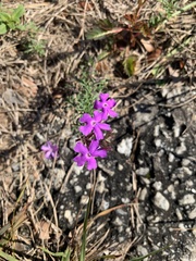 Verbena pulchella