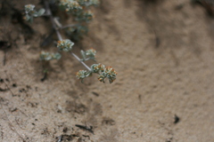 Helichrysum litorale