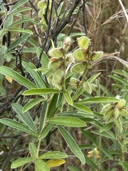 Eriosema psoraleoides