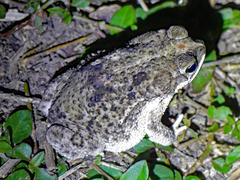 Rhinella major