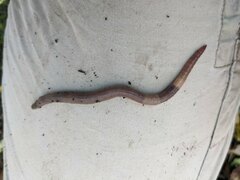 Lumbricus terrestris