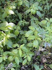 Acalypha australis