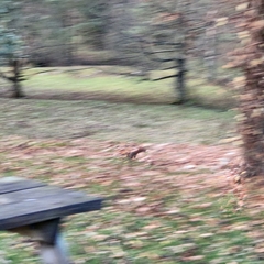 Sciurus vulgaris