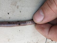 Lumbricus terrestris