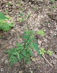 Torilis arvensis