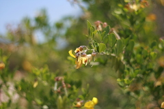 Crotalaria capensis