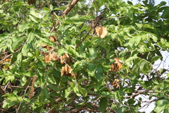 Combretum
