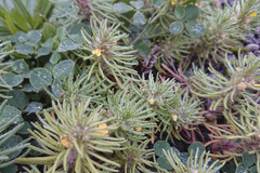 Ajuga chamaepitys