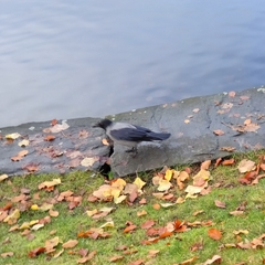Corvus cornix