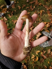 Amanita fulva