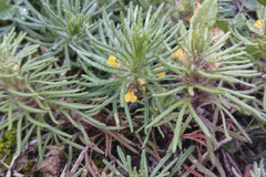 Ajuga chamaepitys