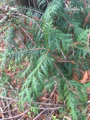 Thuja plicata