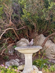 Columba guinea