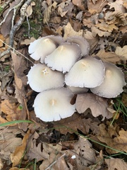 Candolleomyces candolleanus