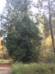 Thuja plicata
