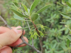 Diospyros