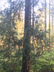 Thuja plicata
