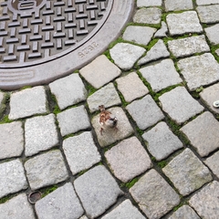 Passer domesticus