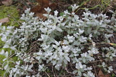 Cerastium tomentosum