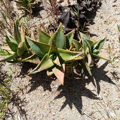 Aloe distans
