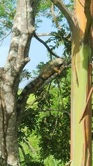 Iguana iguana