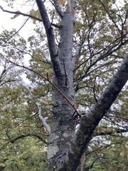 Tilia