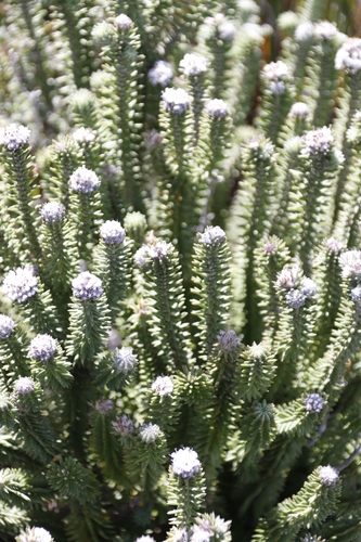 Image of Kogelbergia verticillata by (c) Tony Rebelo, some rights reserved (CC BY-SA)