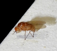 Ormia