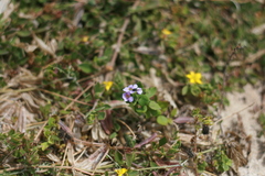 Chaenostoma campanulatum