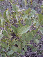Syringa vulgaris
