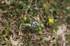 Chaenostoma campanulatum