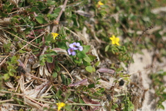 Chaenostoma campanulatum