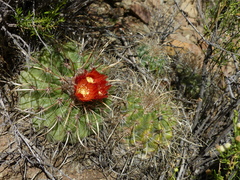 Parodia maassii