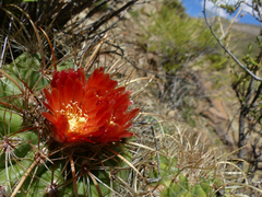 Parodia maassii