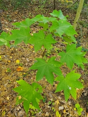 Kalopanax septemlobus