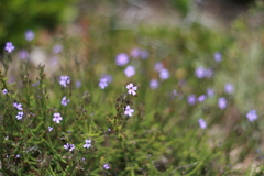 Jamesbrittenia microphylla