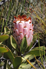 Protea speciosa