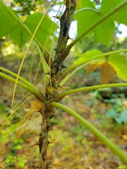 Kalopanax septemlobus