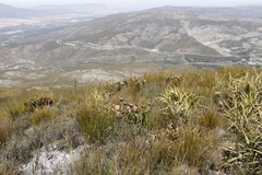 Protea speciosa
