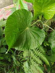 Piper umbellatum