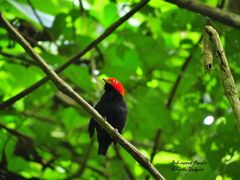 Ceratopipra mentalis