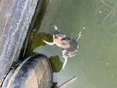 Rhinella arenarum