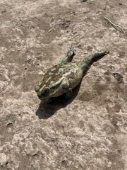 Rhinella arenarum