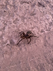 Grammostola