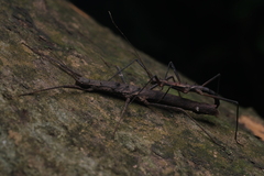 Neohirasea hongkongensis