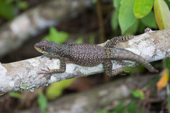 Tropidurus catalanensis