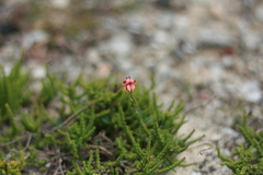 Indigofera sinusalgoae
